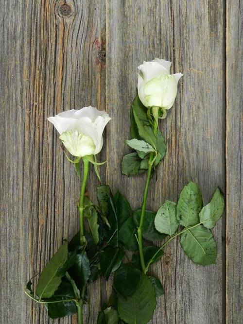 EARLY GREY  VINTAGE LAVENDER ROSES